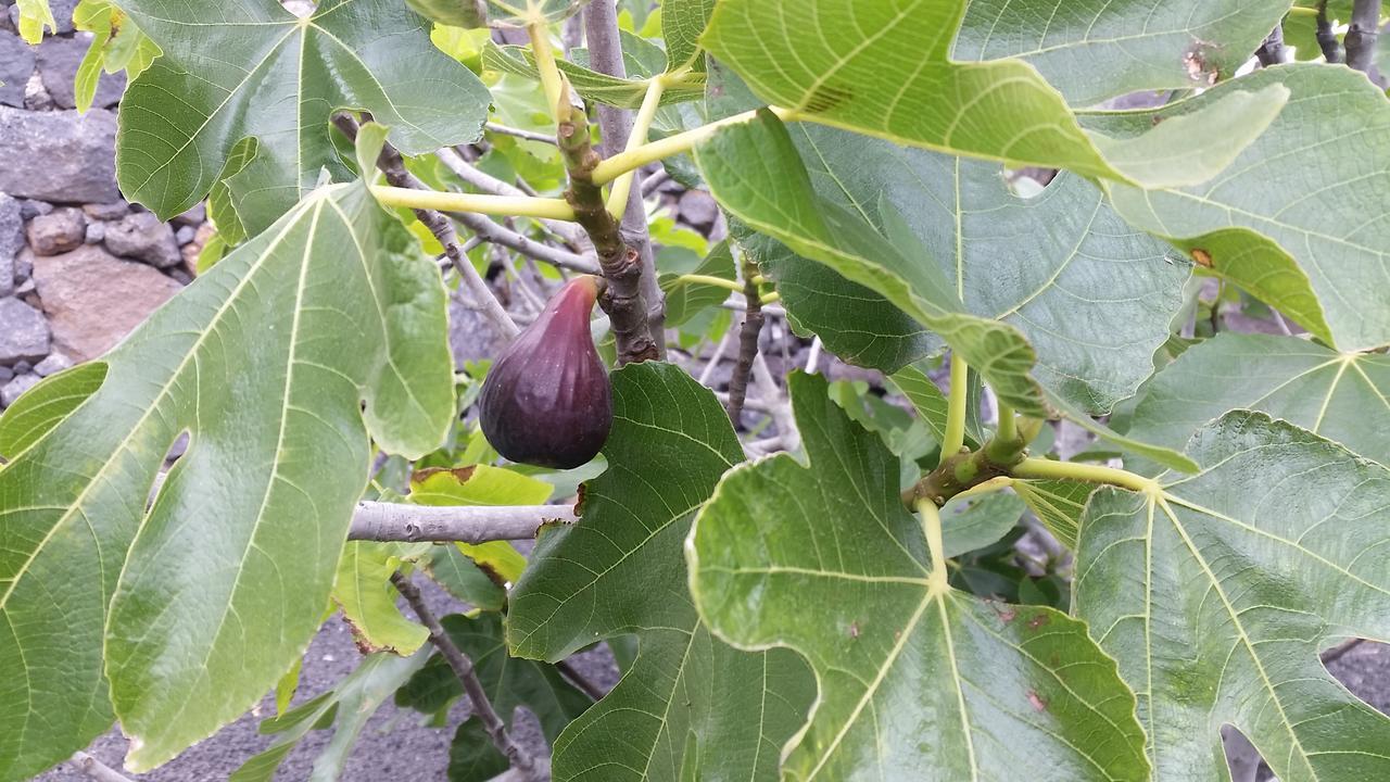 Finca Fajardo La Vegueta 外观 照片